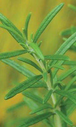 rosemary sprig.jpg