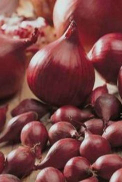 onion%20set%20dutch%20red_edited.jpg
