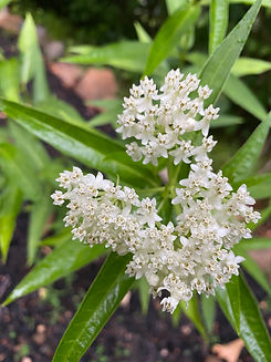 2021-7-13-Milkweed white.jpeg