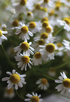 chamomile.jpg