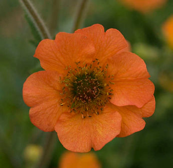 geum.jpg