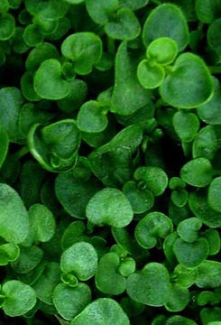 corsican-mint_edited.jpg