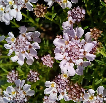 Iberis was our April #plant of the month, and this 'Sweetheart' candytuft is still #inbloo