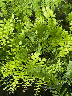 2021-7-13-maidenhair fern.jpeg