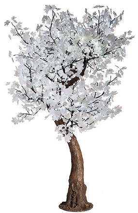 200 White Maple, Cool White Lights.jpg