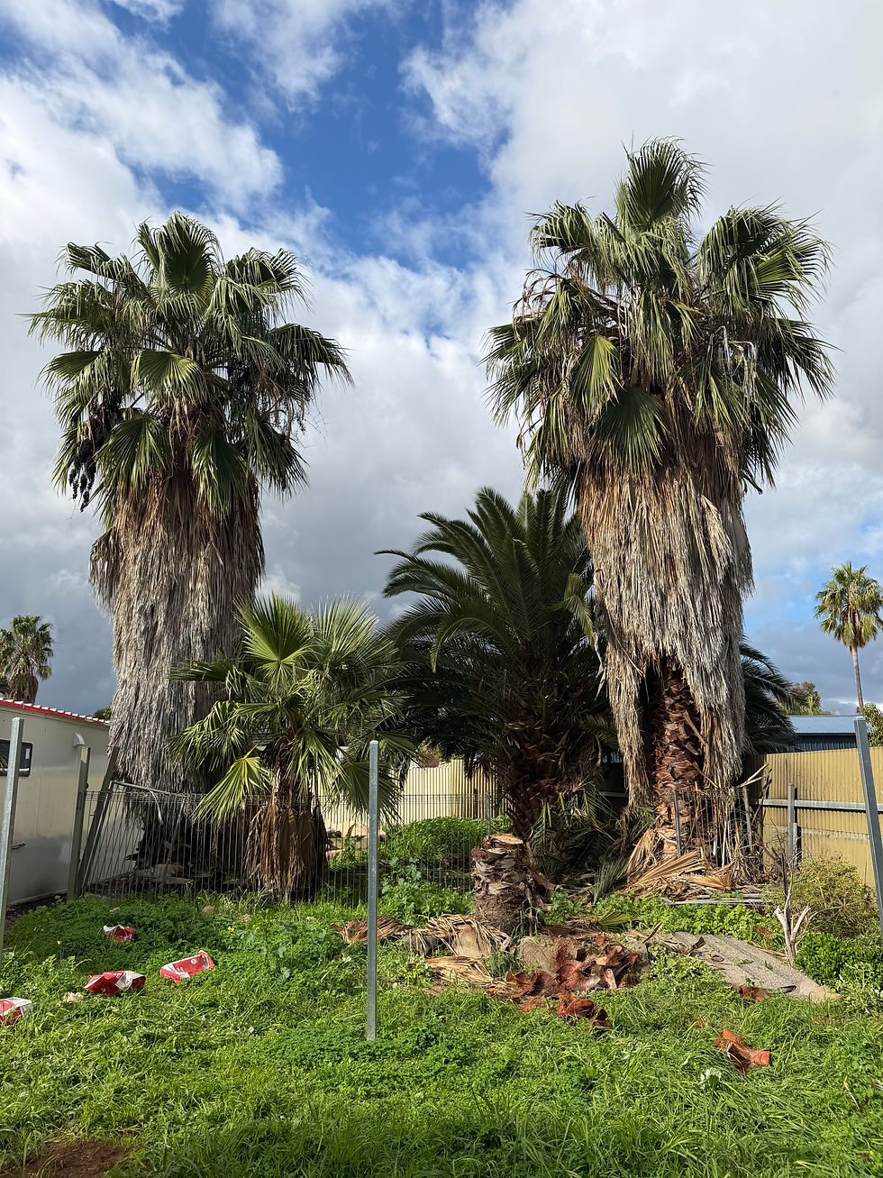 PALM TREE
