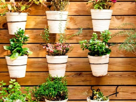 Plantas para armonizar tu hogar