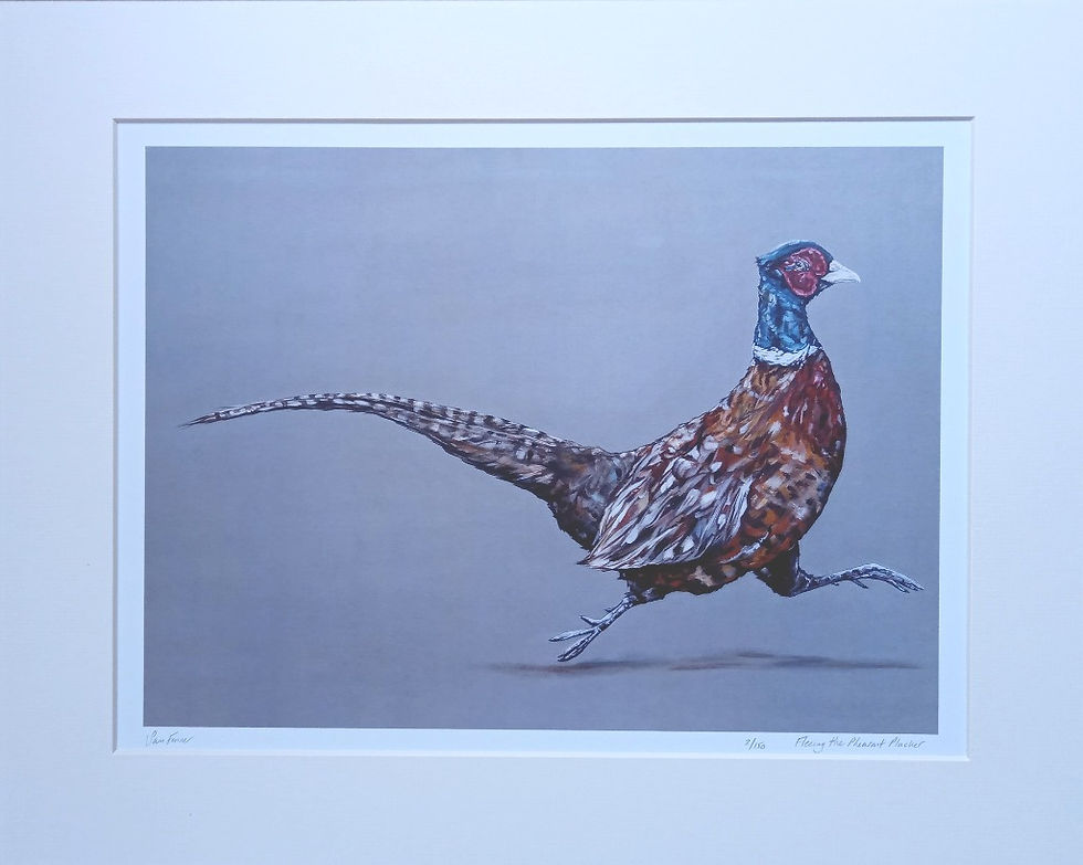 Pheasant Picture Ready Mounted