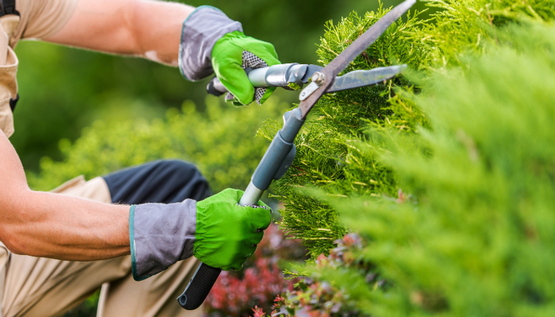 Mantenimiento de Jardines