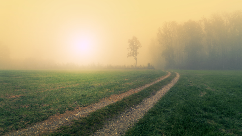 Soft golden mist over a winding country path leading toward a lone tree, fine art landscape photography evoking mystery, quiet transformation, and the gentle unfolding of one’s journey
