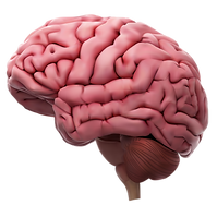 cerebro fondo tranparante.png