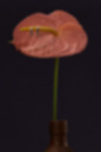 Maria Julietta's jewellery, displayed on a flower, showcasing elegance and sophistication