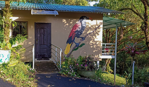 Oropendula afuera.jpg