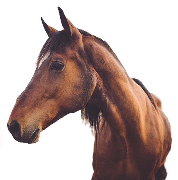 Brown Horse Outdoors_edited.png