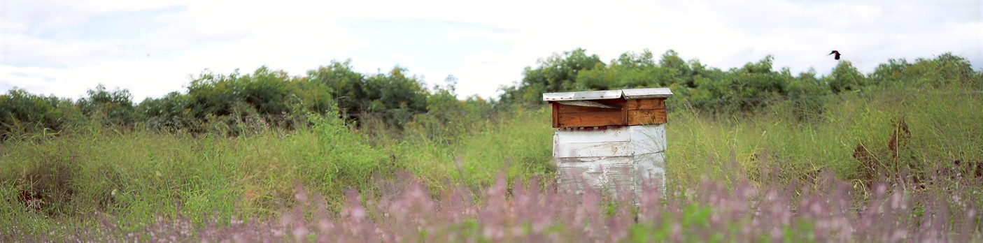 Halls Honey Hives