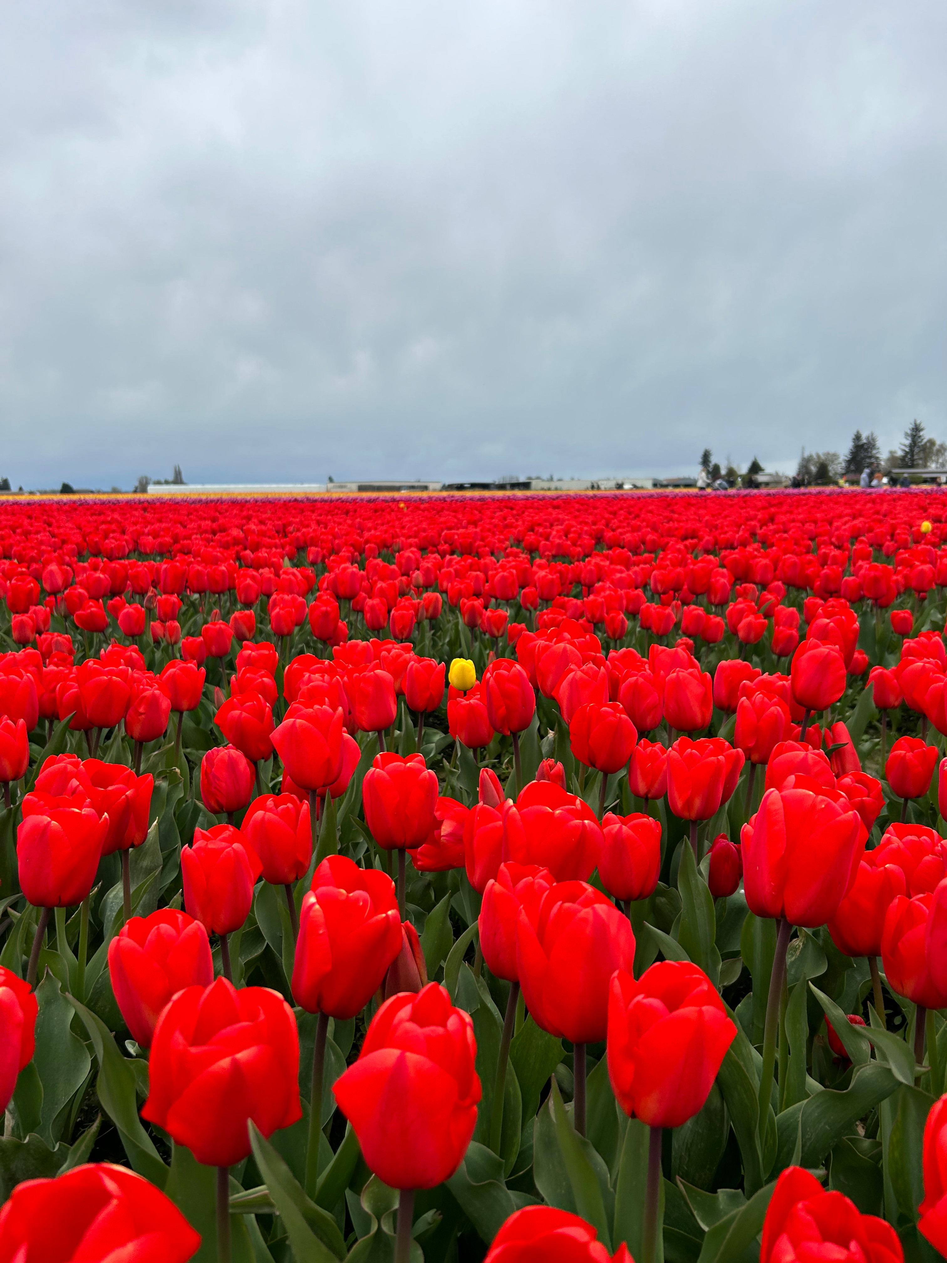 TulipTown Photo