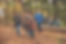 Cub Scouts hiking together