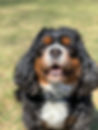 IMG_1181.jpeg