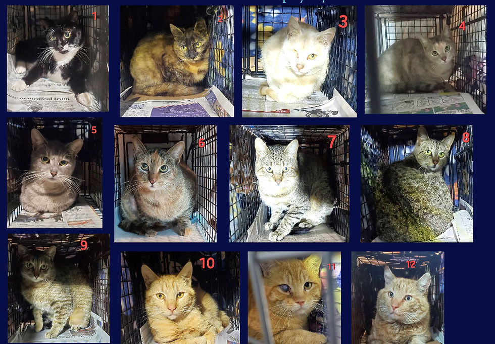 cat rescue