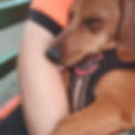 hospedagem é na bedog - ms_edited.jpg