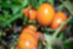 Vine-ripened tomatoes contain the highest level of nutrients