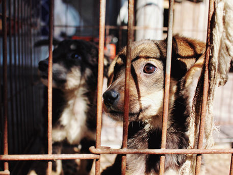 The hard realities of puppy mills