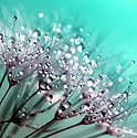 dandelion-445228_960_720.jpg