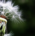 dandelion-1452219_960_720.jpg