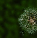 dandelion-944361_960_720.jpg