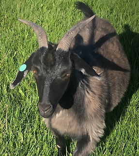 Thistle Profile Pic_edited.jpg