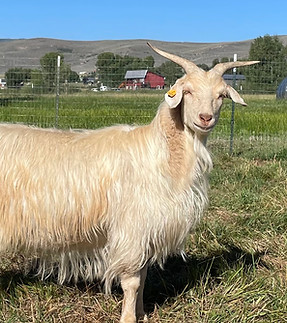 Briar Profile Pic #2.jpeg