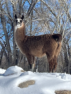 A young brown and white llama stands on a snowy hill
