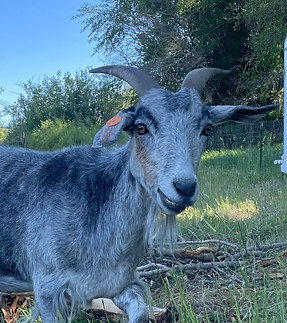 Nettle Profile Pic .jpeg