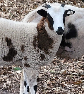 ChiBaRa Hildegard  02.jpg