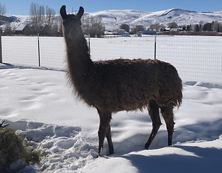 Terra Profile Pic.jpeg