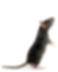 Rat.png