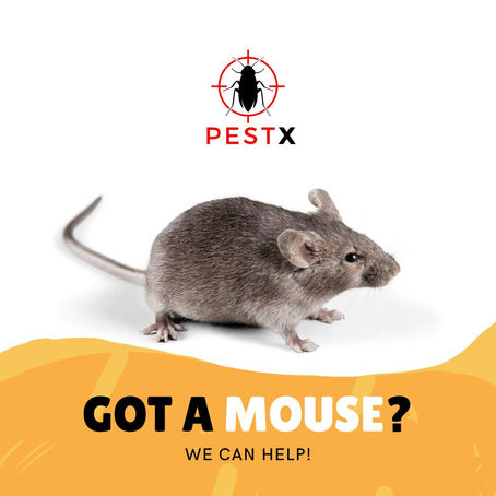 How to Get Rid of Mice: Expert Tips from a Professional Pest Control Technician