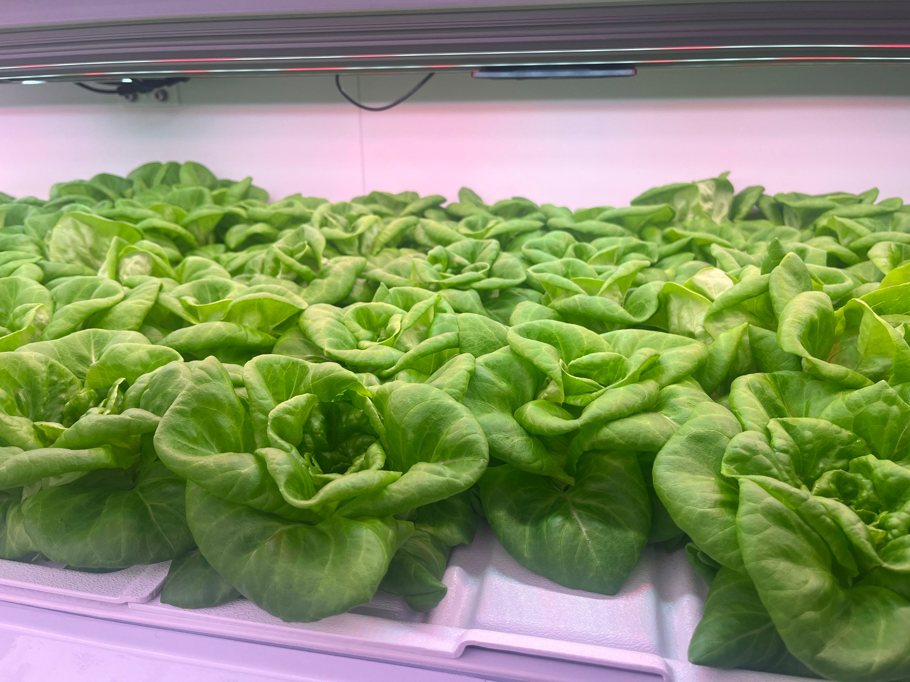 Red Butterhead Lettuce