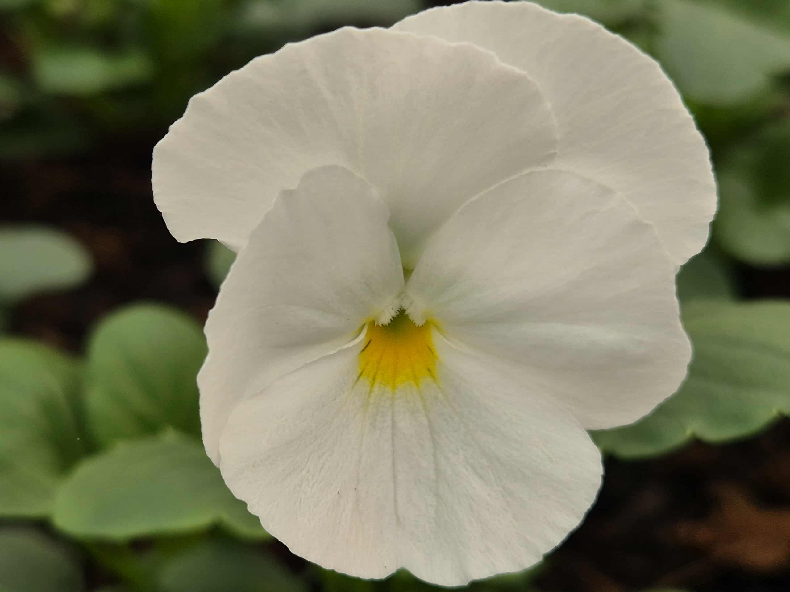 Large White Violas - 8g