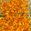 Thumbnail: Dried Marigold