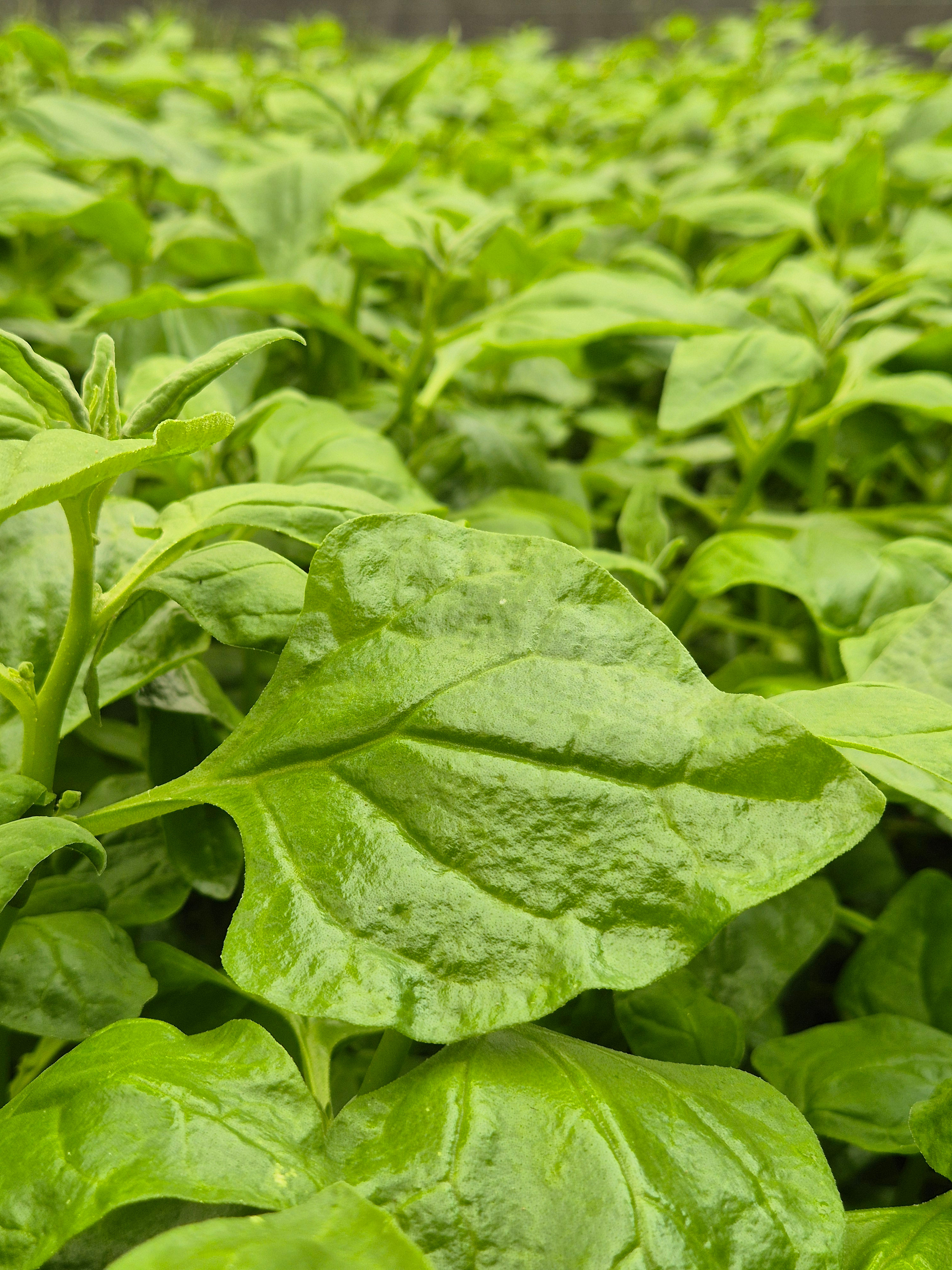 Warrigal Greens - 1kg