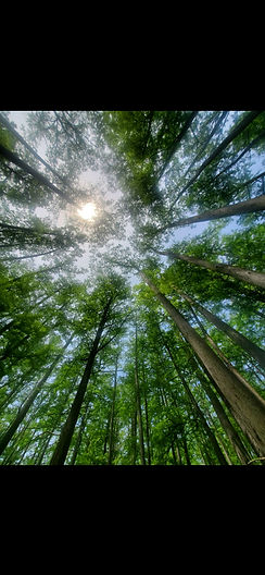 trees.jpg
