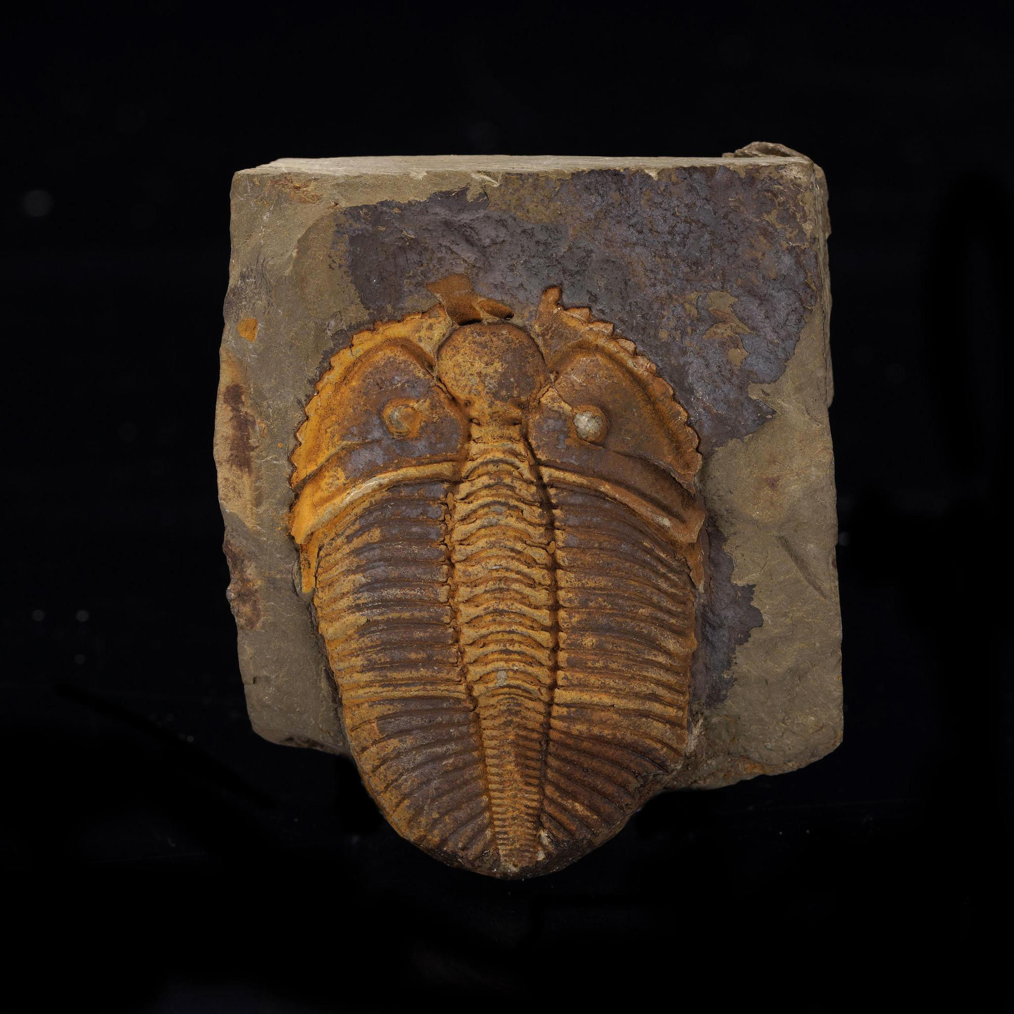 Trilobite Fossil
