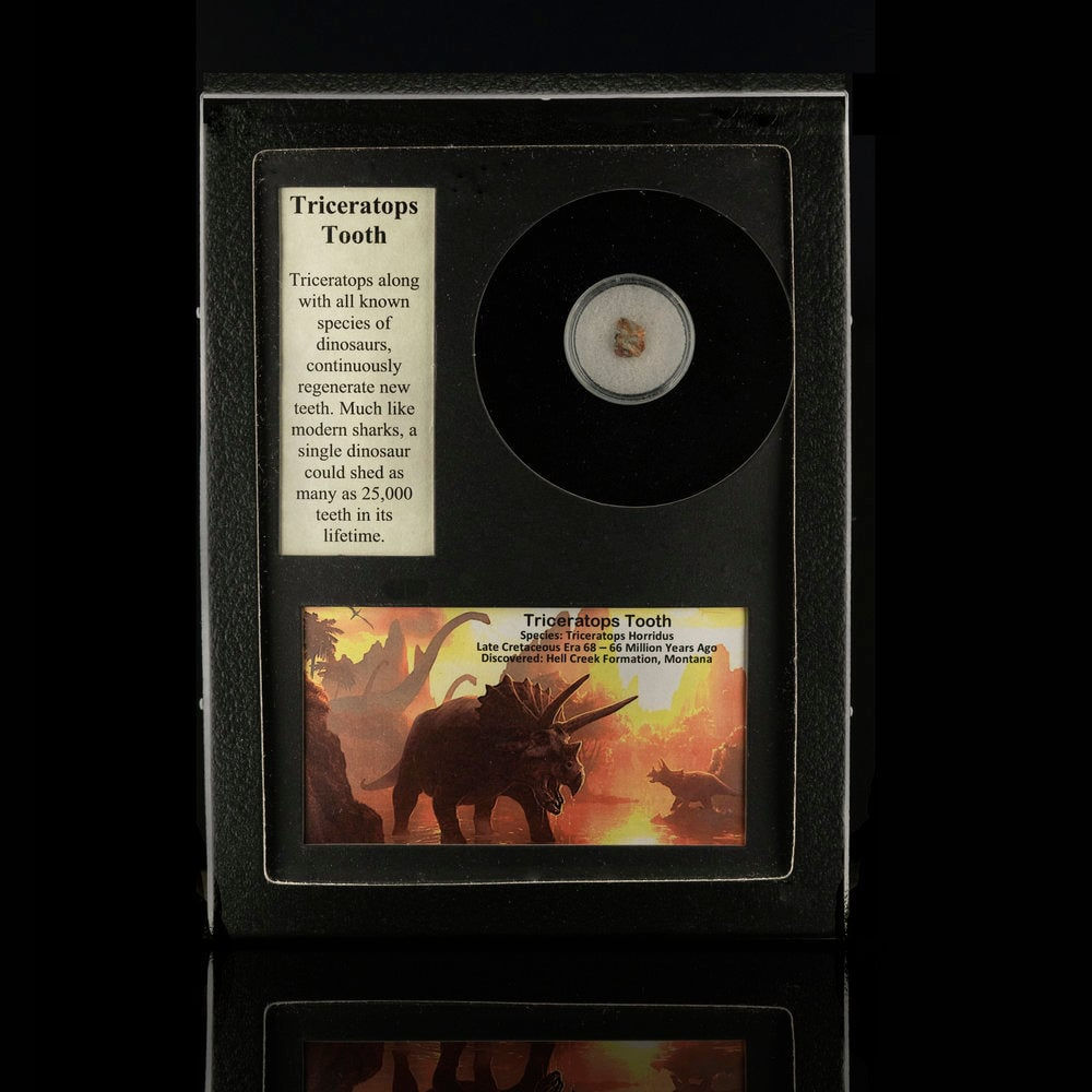 Triceratops Tooth Fossil in Collector's Box