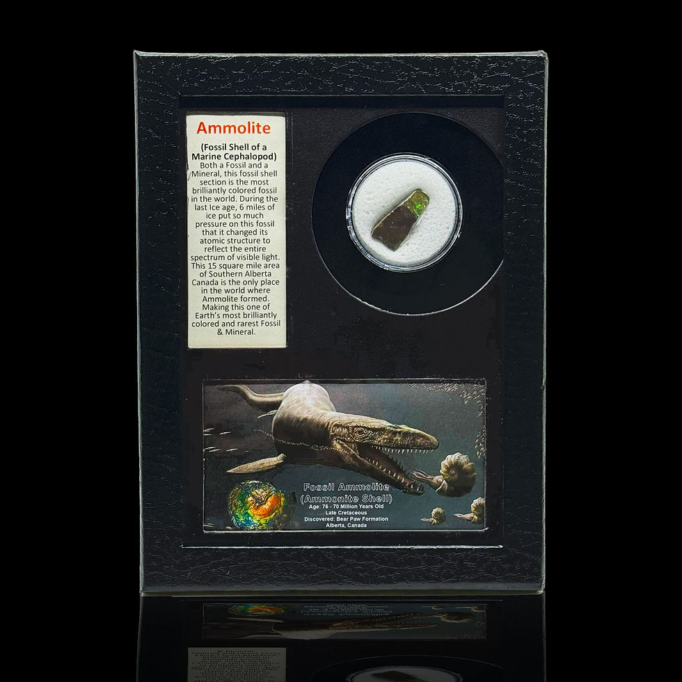 Ammolite in Collector's Box