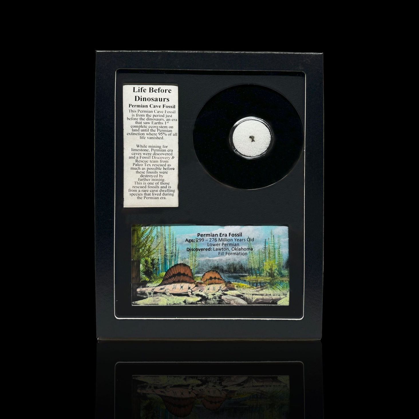 Permian Cave Fossil in Collector's Box