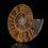 Thumbnail: Fossilized Ammonite - 1.46 lb
