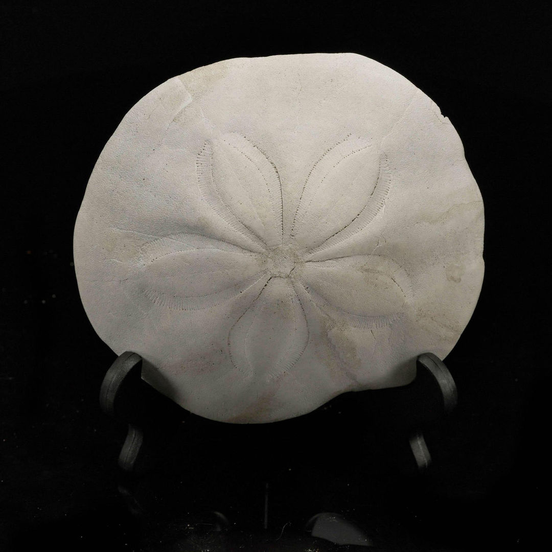 Fossilized Sand Dollar