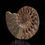 Thumbnail: Fossilized Ammonite - 368g