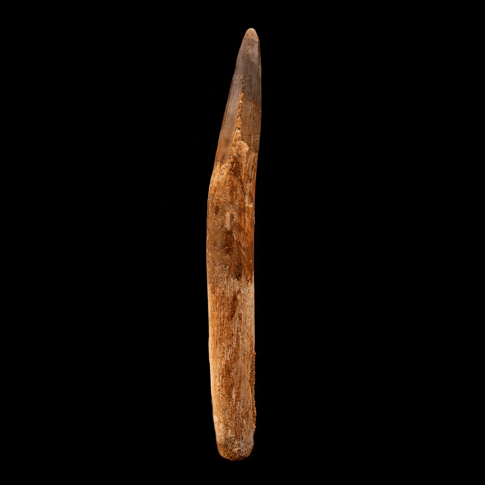 Spinosaurus Tooth // 5-3/4" Long